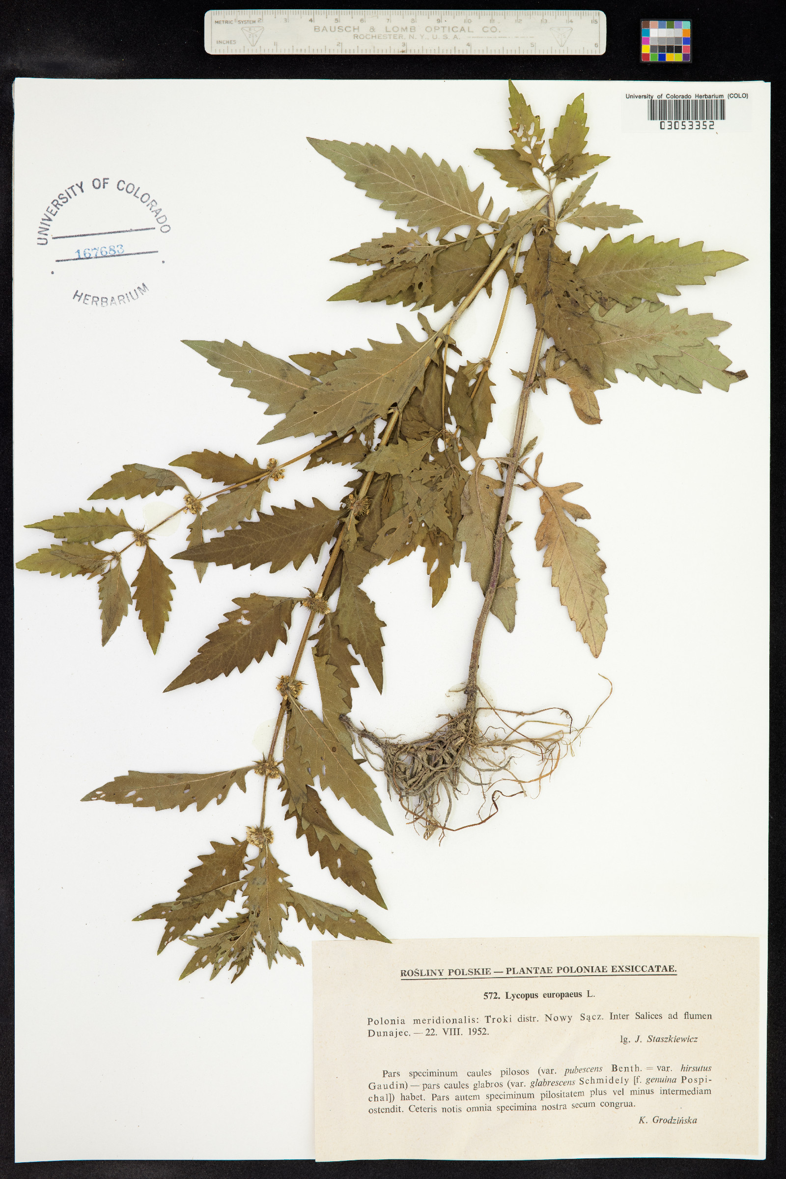 Lycopus image