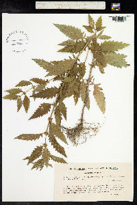 Lycopus europaeus image
