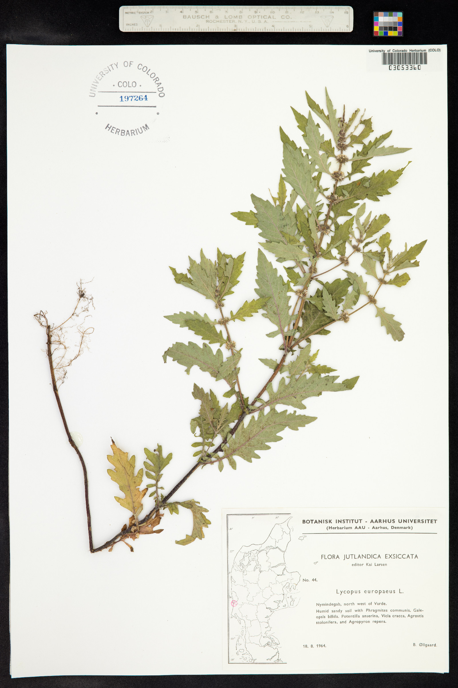Lycopus image