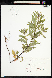 Lycopus europaeus image