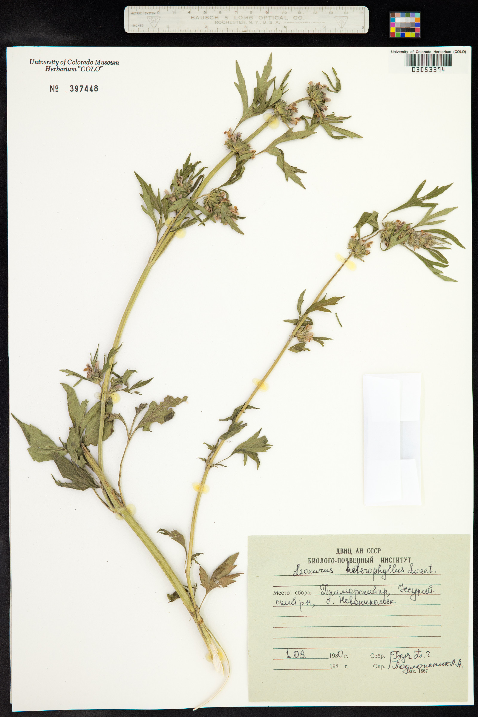 Chaiturus marrubiastrum image