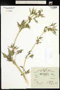 Chaiturus marrubiastrum image