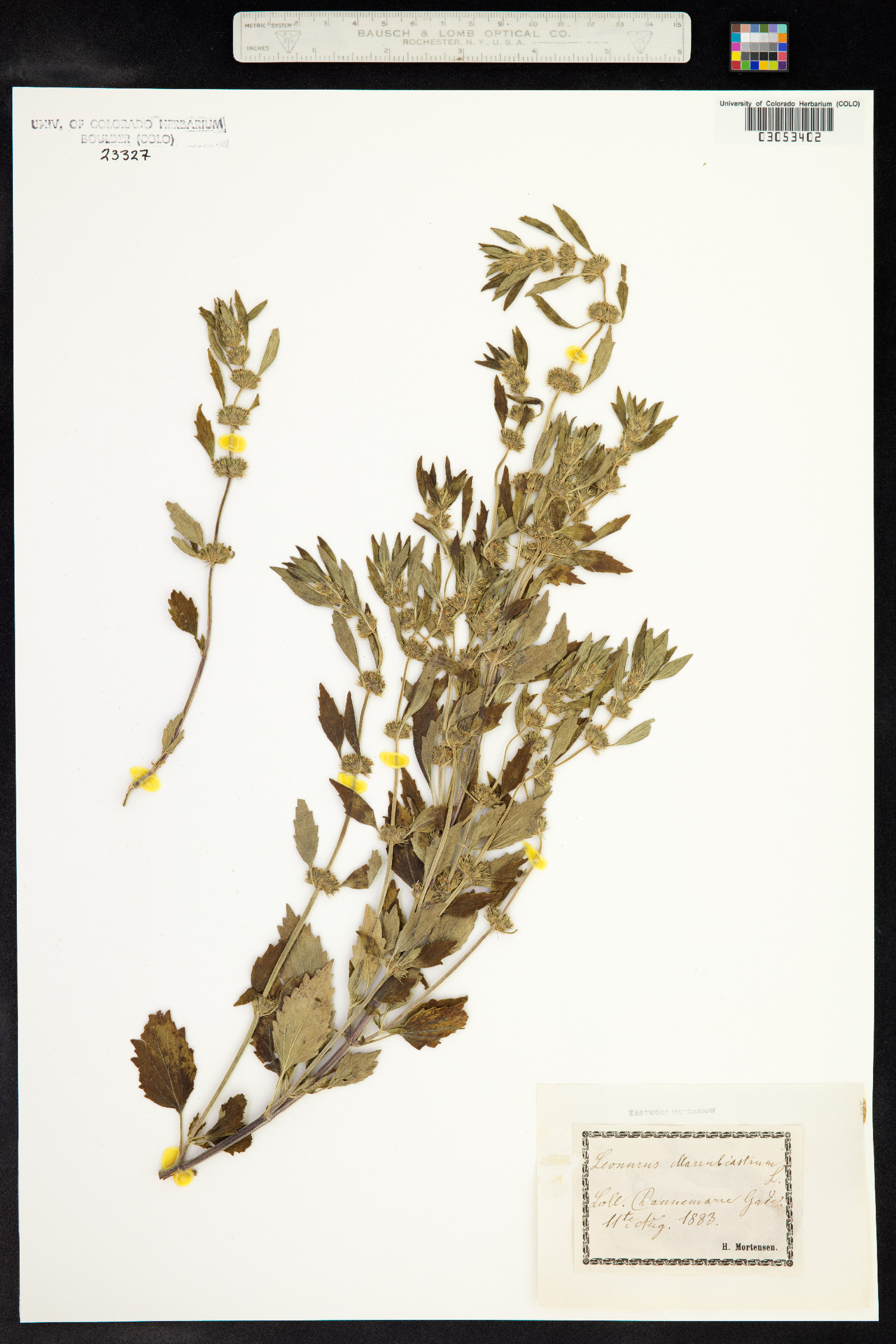 Chaiturus marrubiastrum image