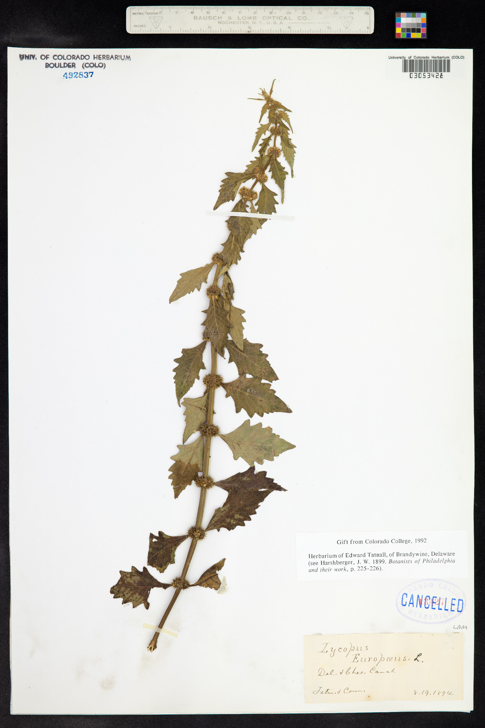 Lycopus europaeus image