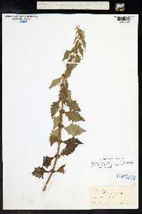 Lycopus europaeus image