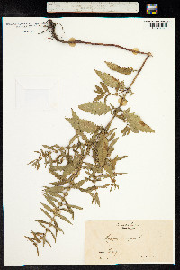 Lycopus europaeus image