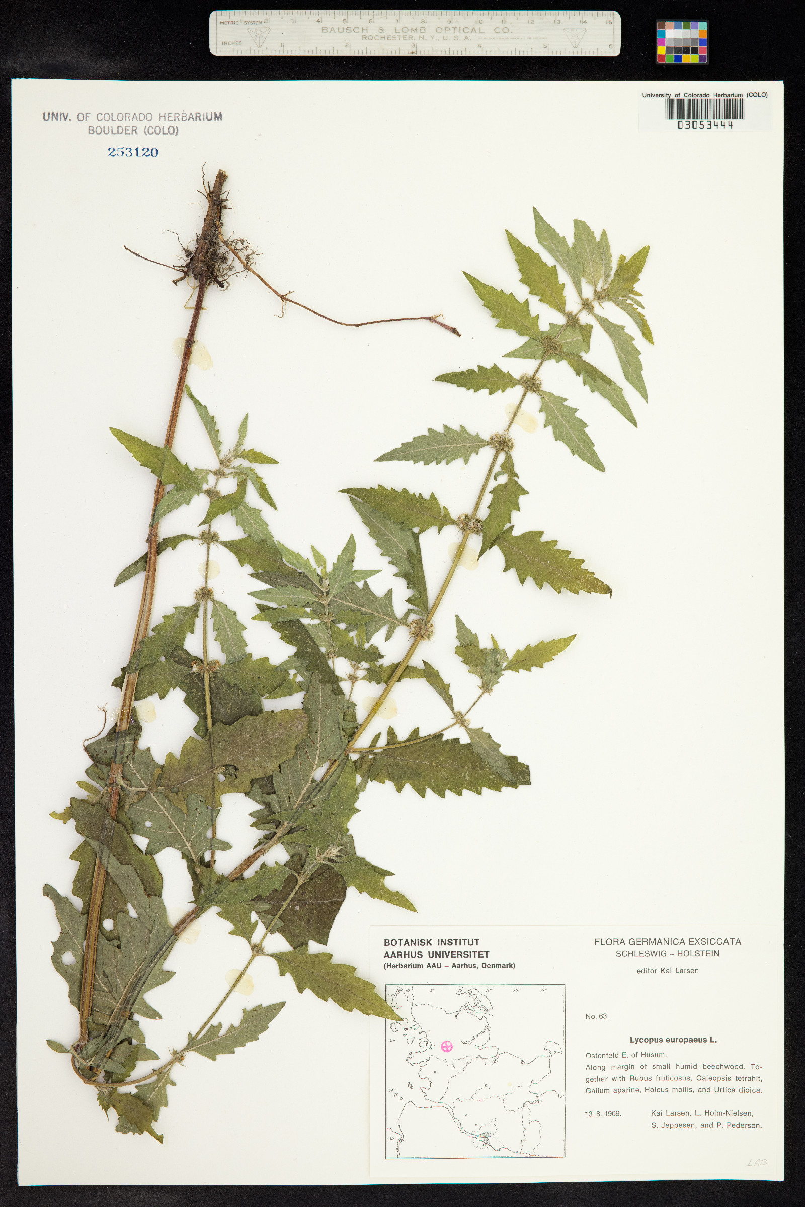 Lycopus europaeus image