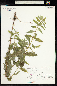 Lycopus europaeus image