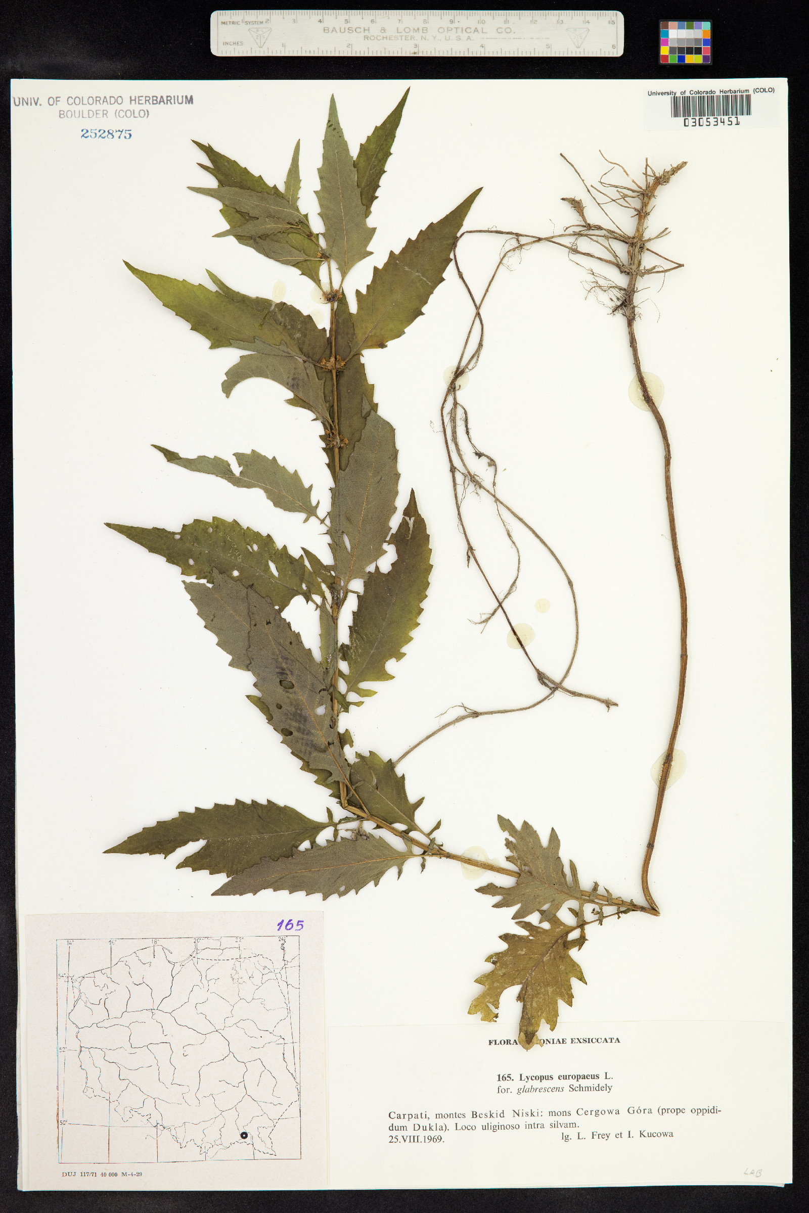 Lycopus europaeus image
