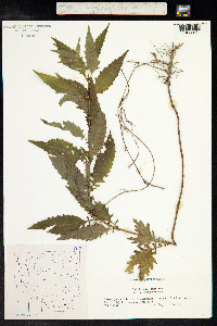 Lycopus europaeus image