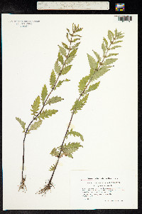 Lycopus europaeus image