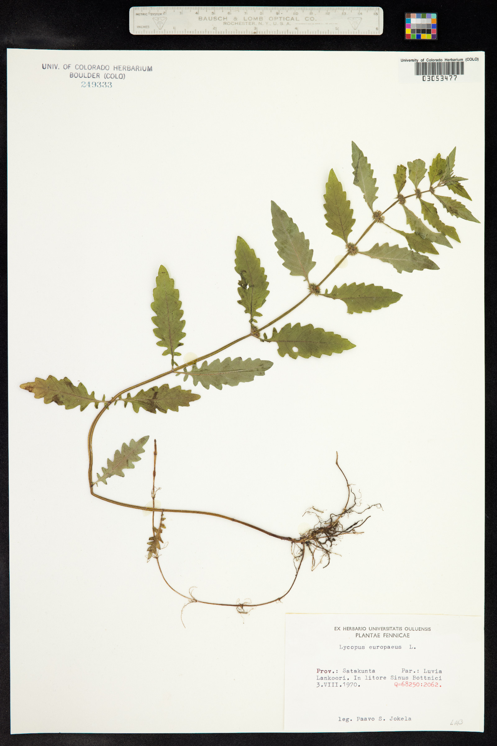 Lycopus europaeus image