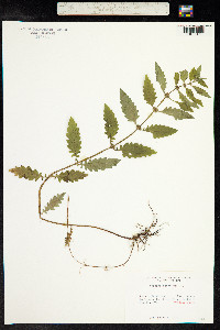 Lycopus europaeus image