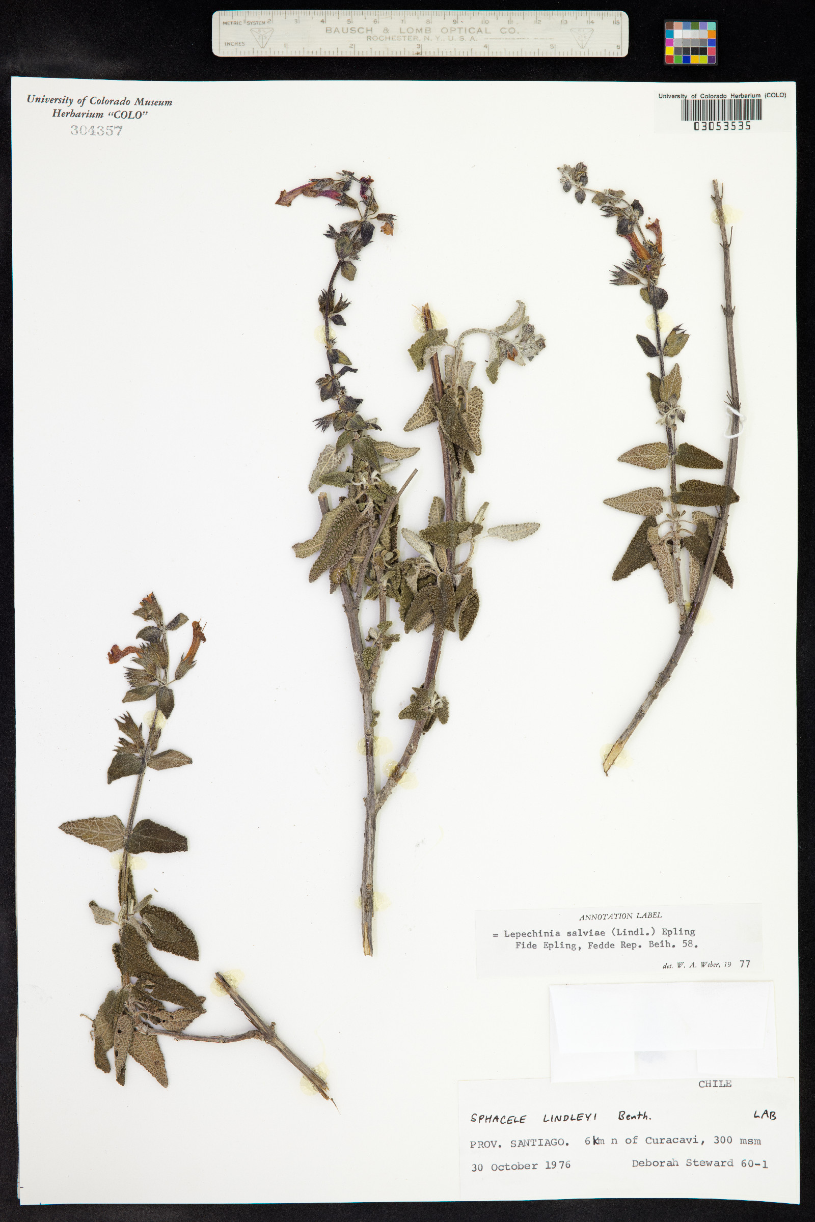 Lepechinia salviae image