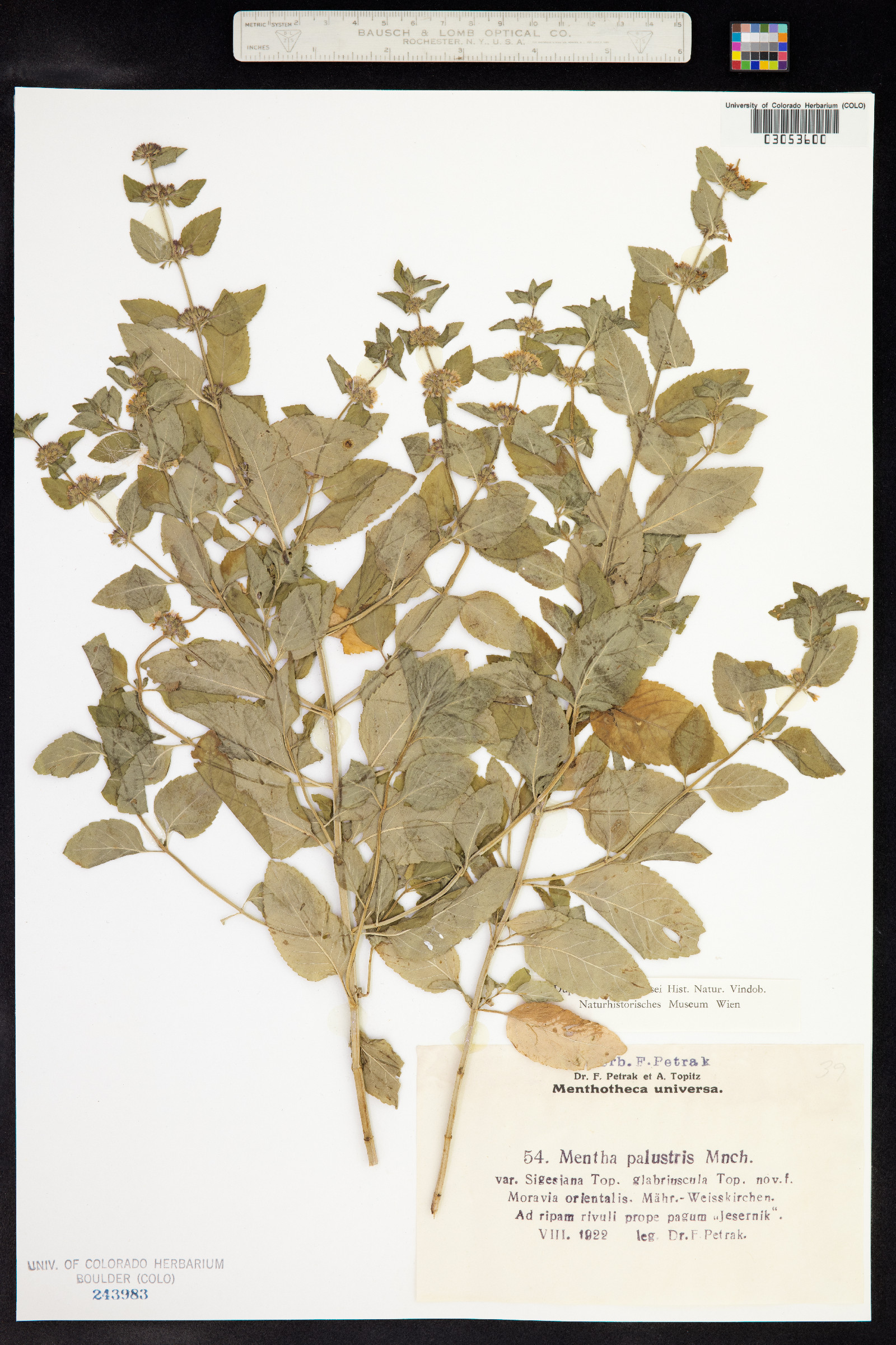 Mentha arvensis image