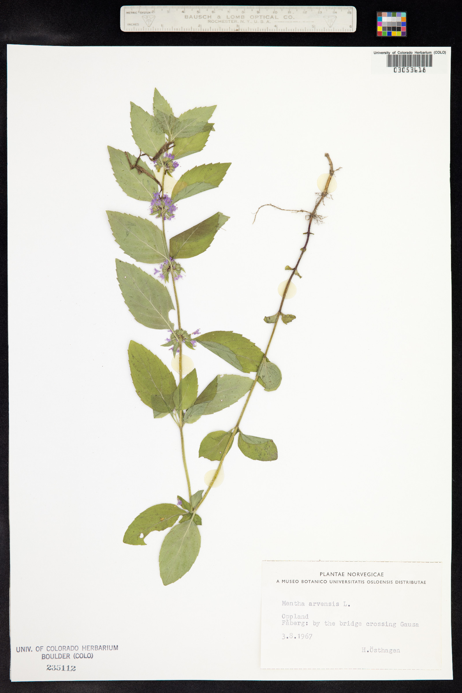 Mentha arvensis image