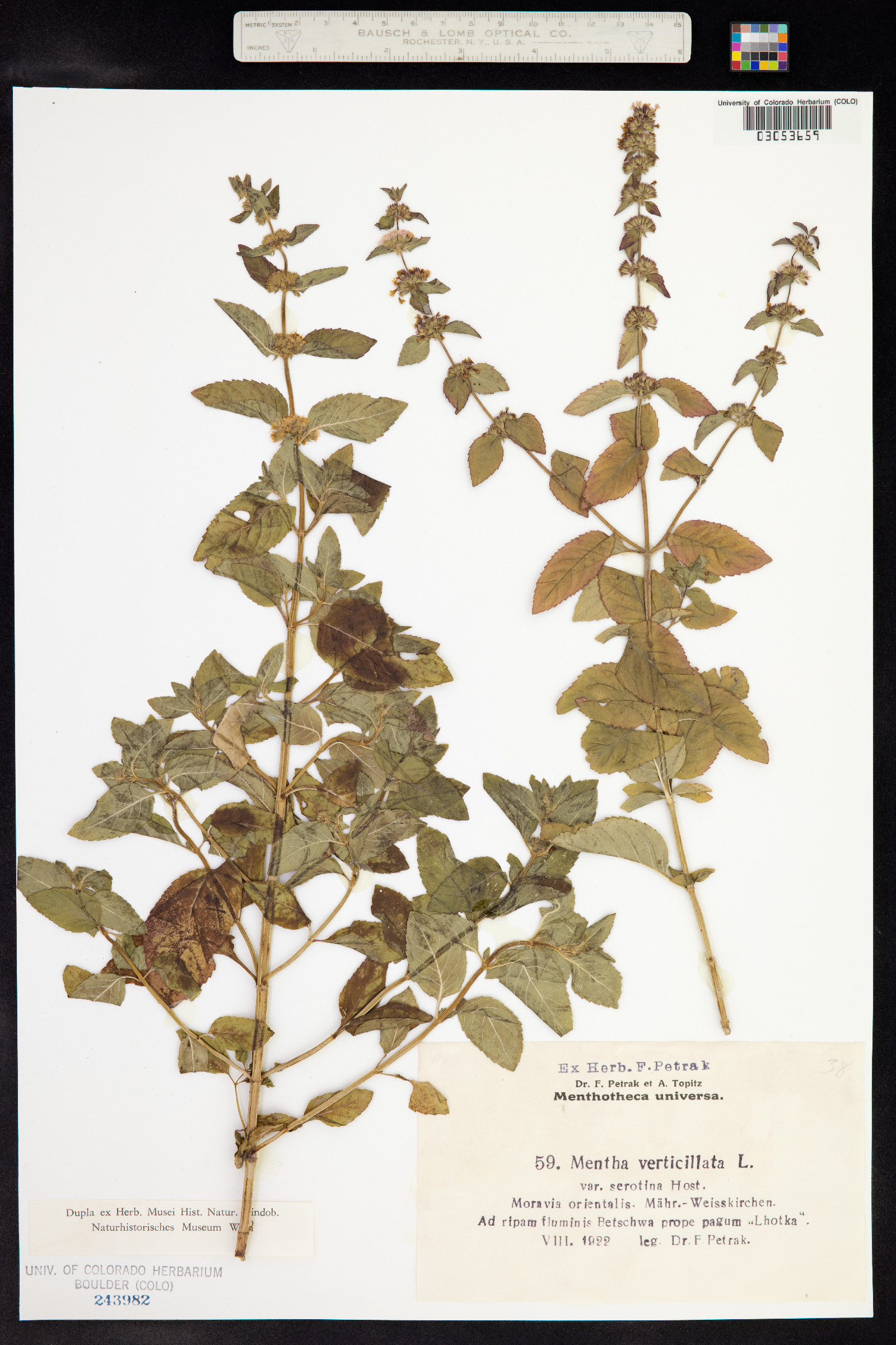 Mentha arvensis image