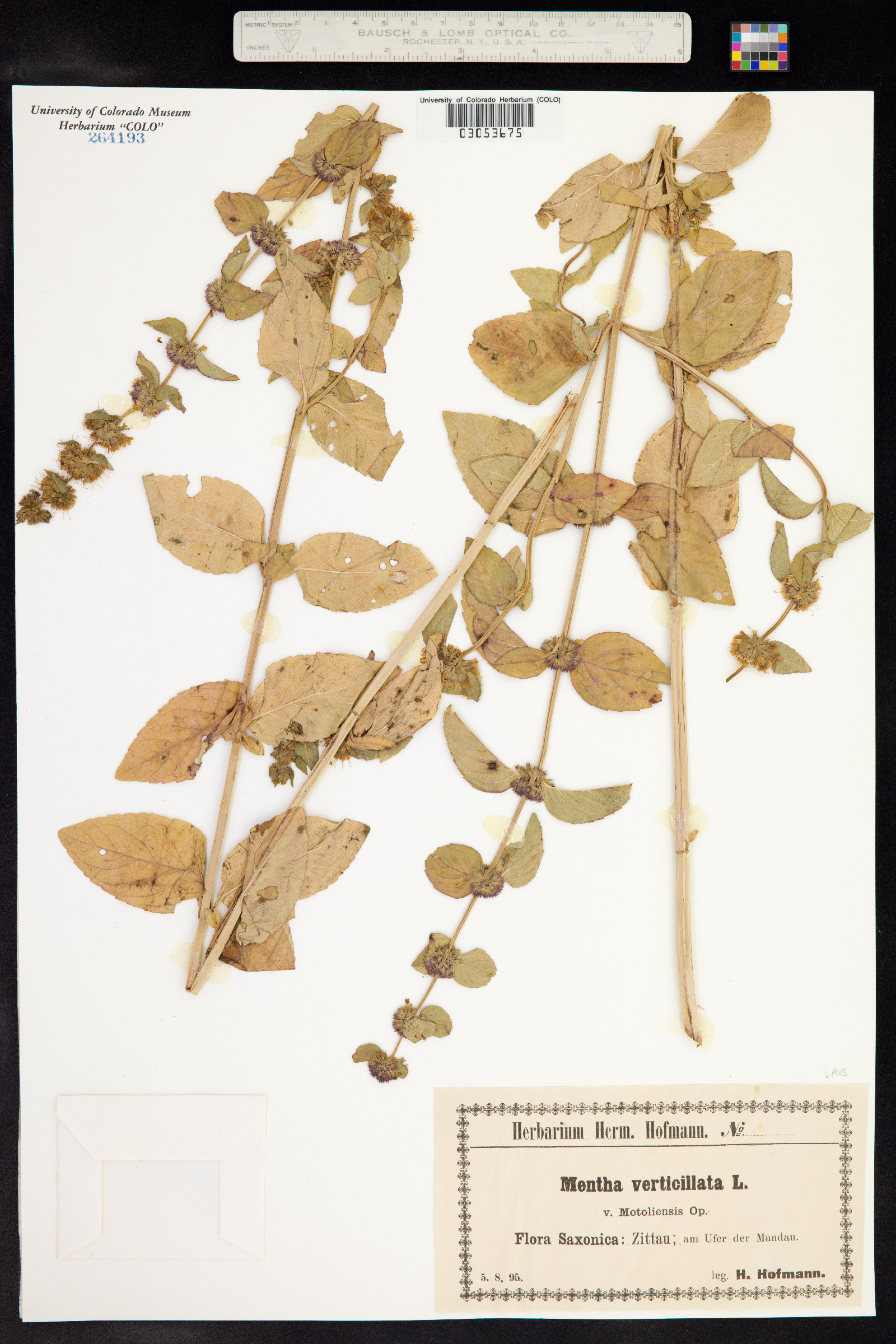 Mentha arvensis image