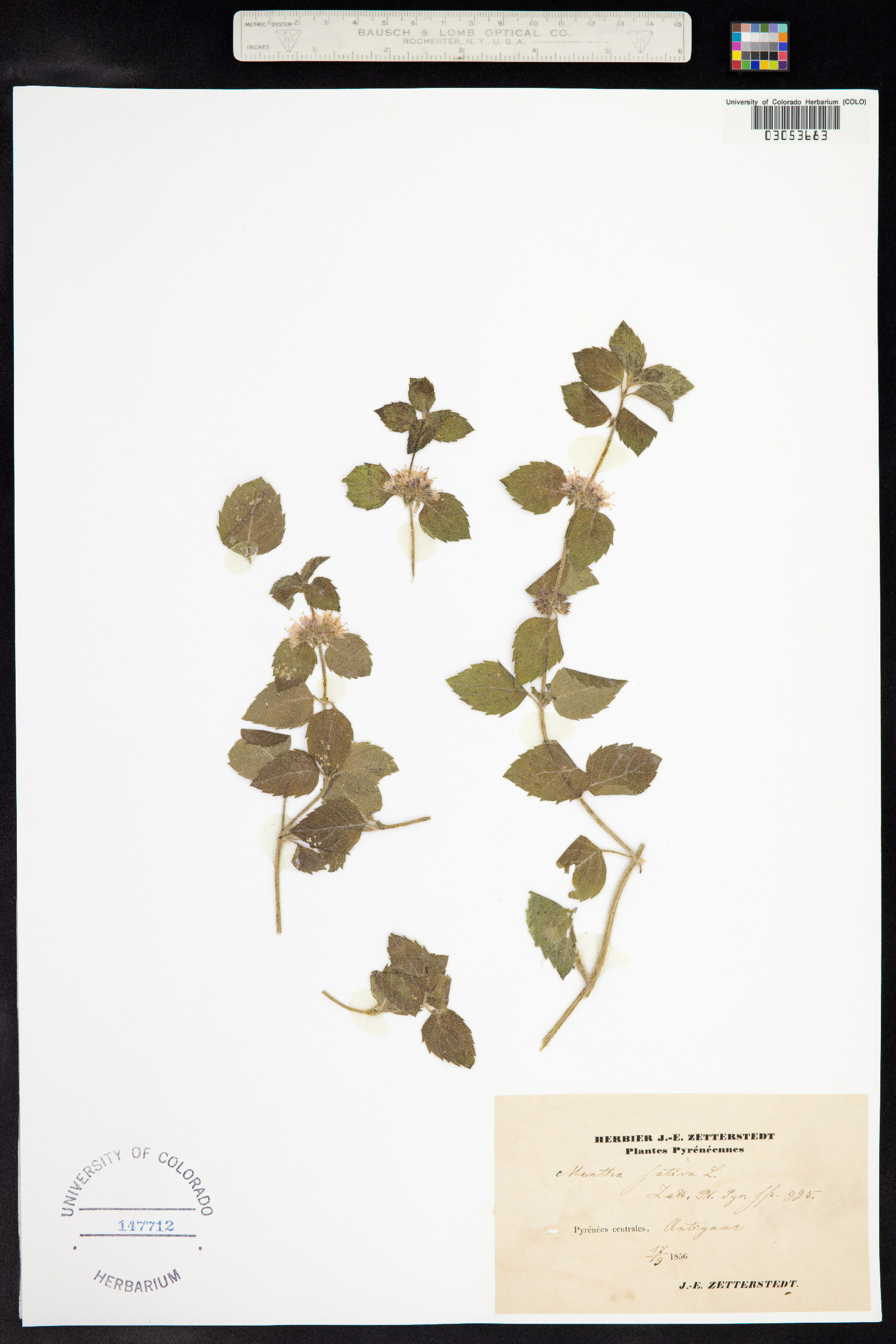 Mentha arvensis image