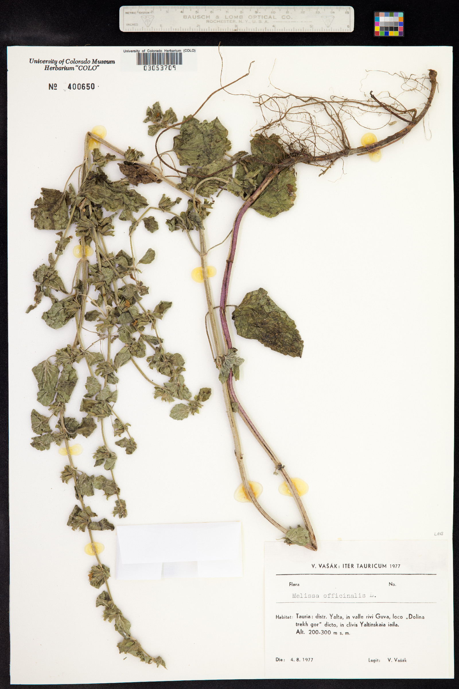 Melissa officinalis image
