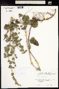 Melissa officinalis image