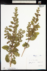 Melissa officinalis image