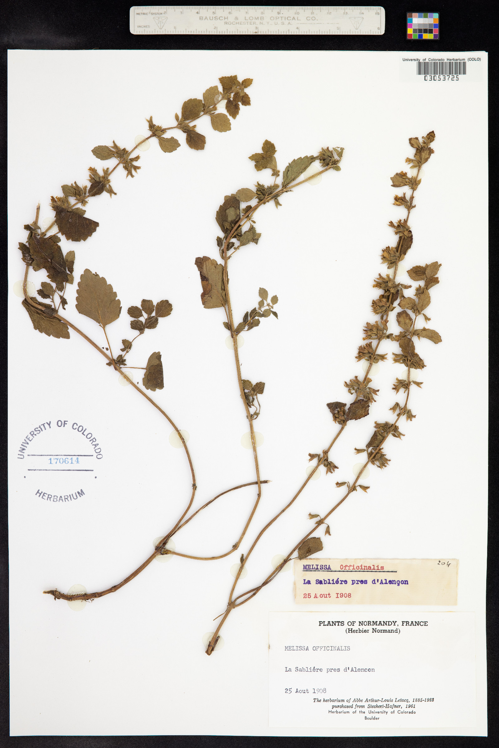 Melissa officinalis image