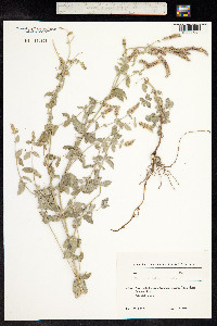 Mentha longifolia var. asiatica image