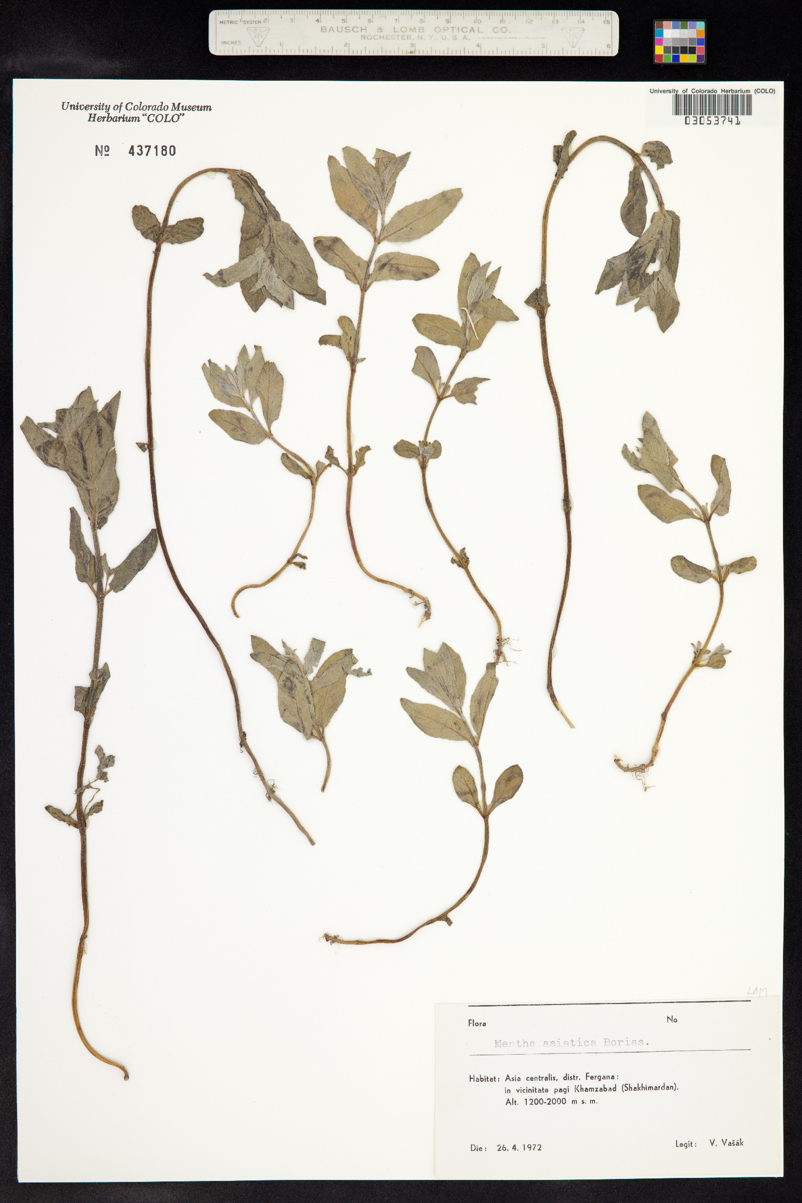 Mentha longifolia var. asiatica image