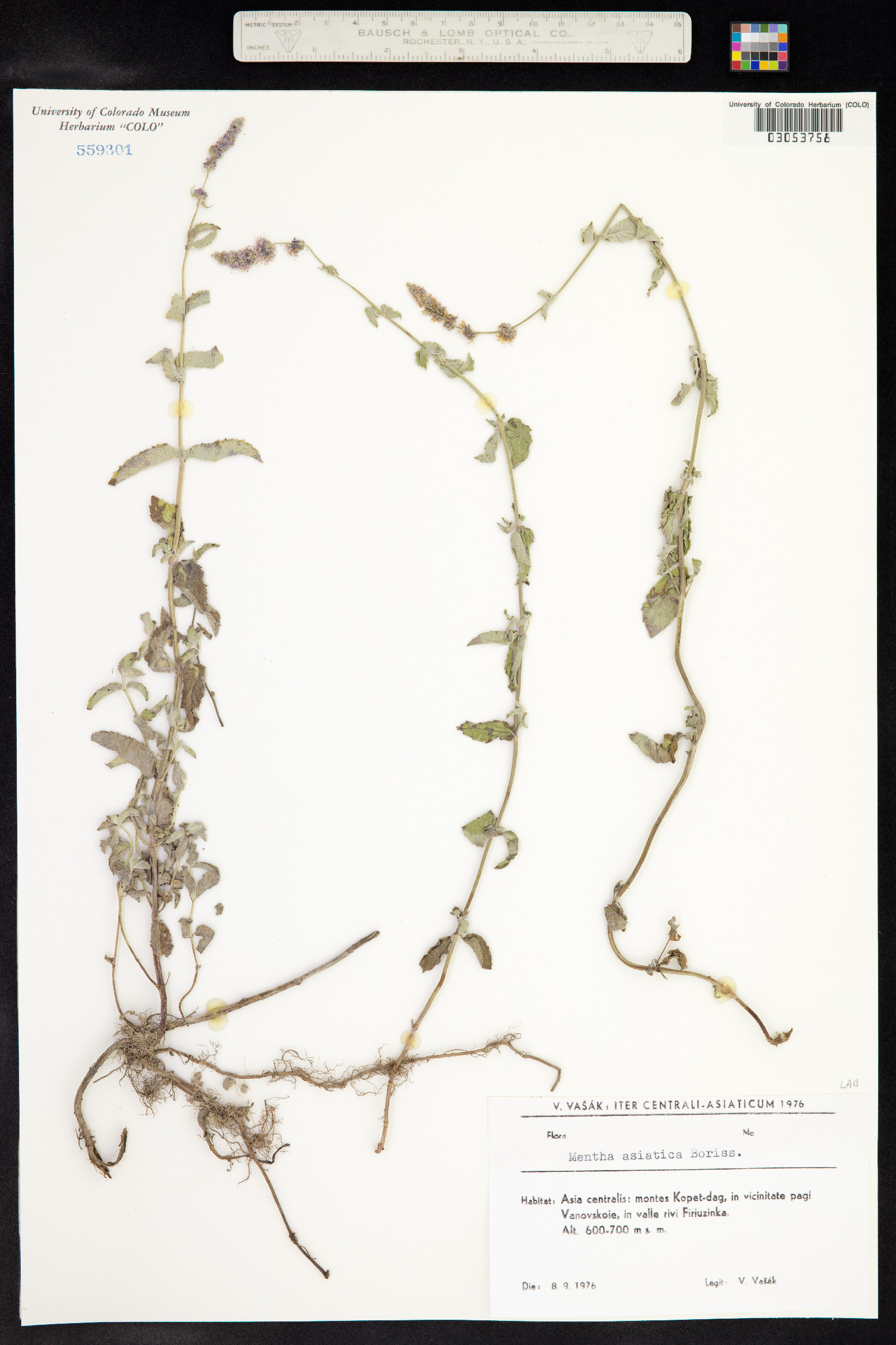 Mentha longifolia var. asiatica image