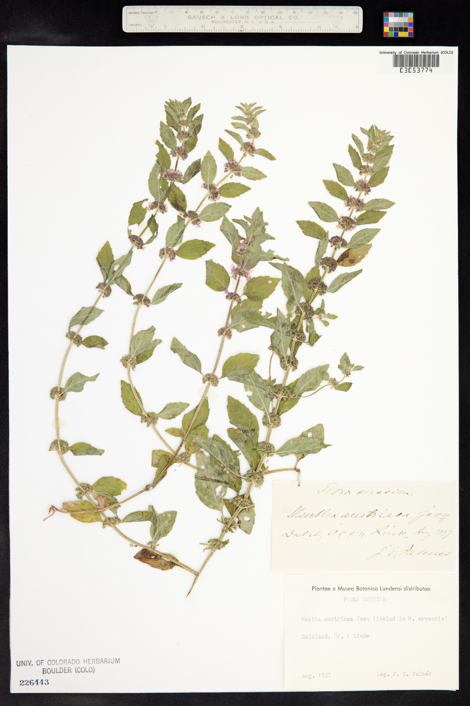 Mentha arvensis image
