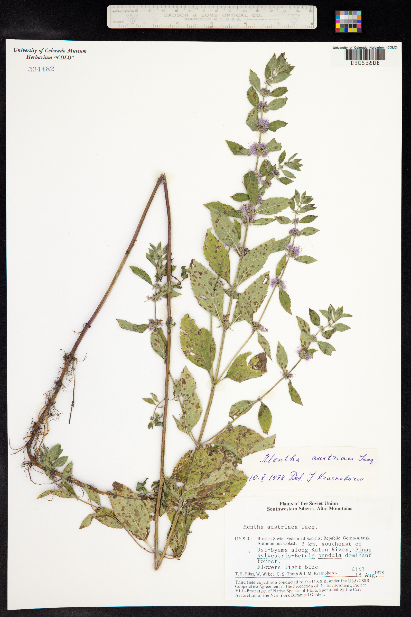 Mentha image