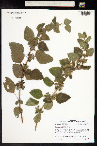 Melissa officinalis image