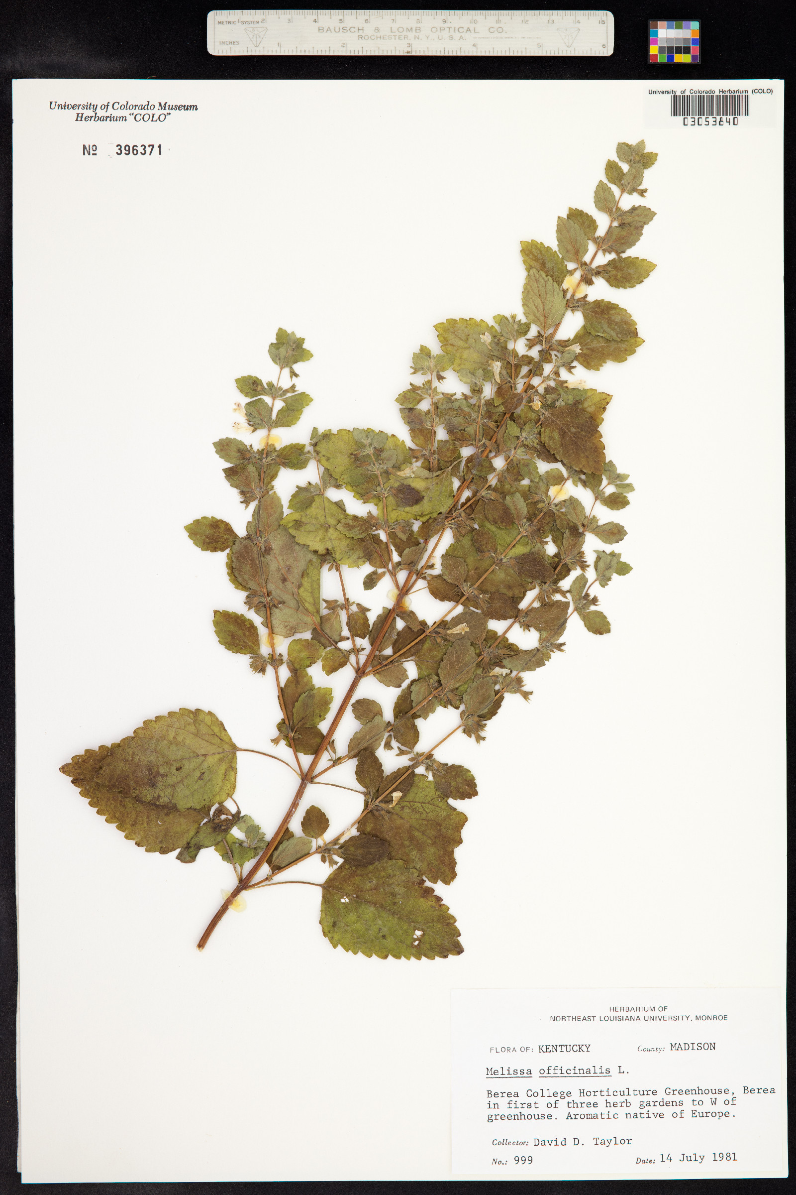 Melissa officinalis image