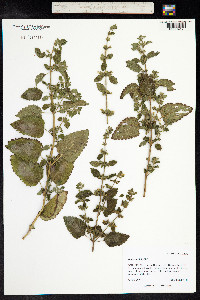 Melissa officinalis image