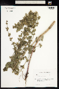 Melissa officinalis image