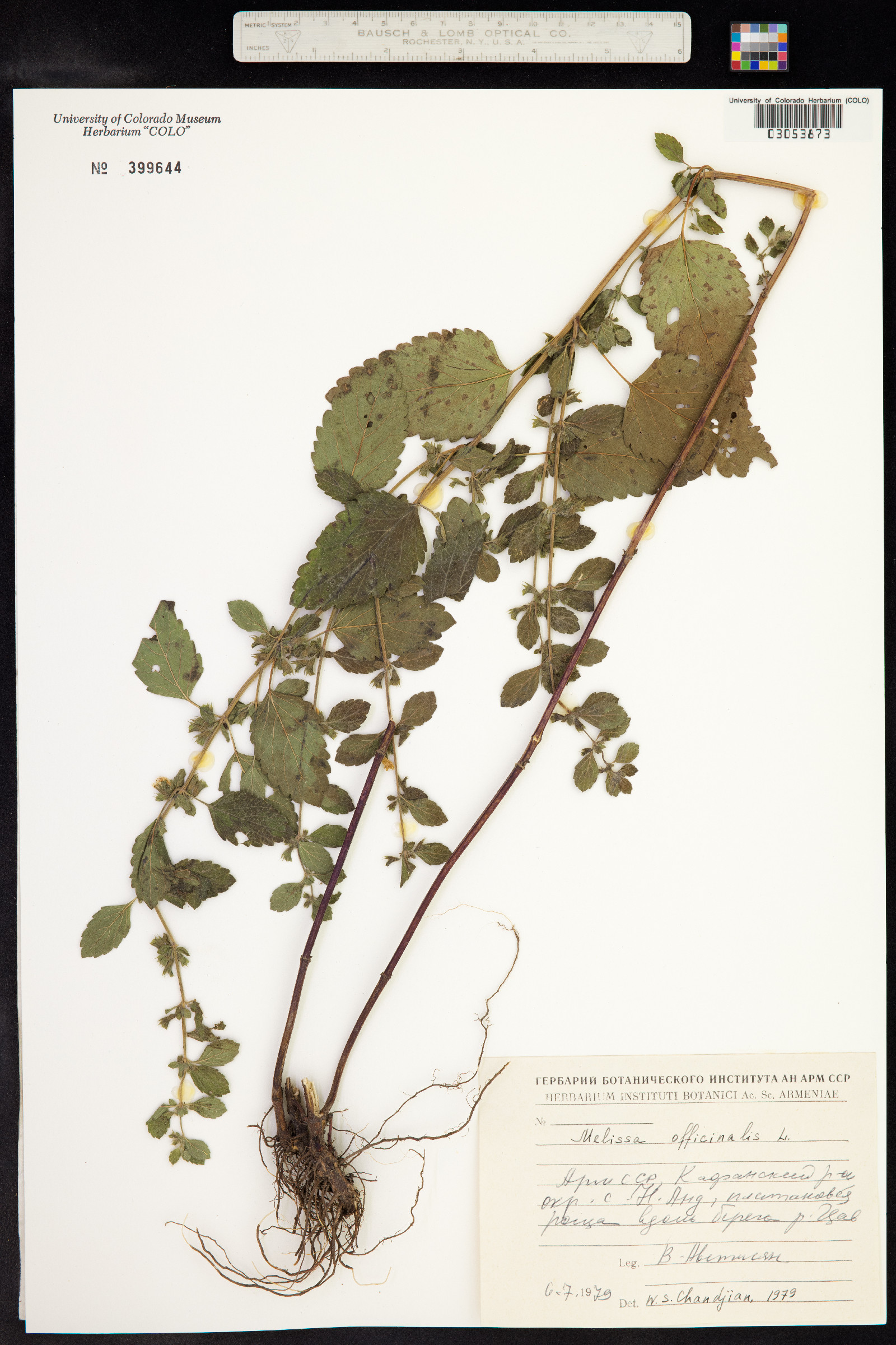 Melissa officinalis image