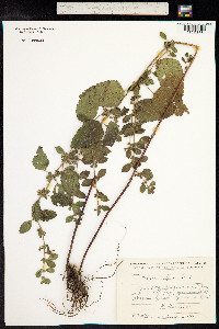 Melissa officinalis image