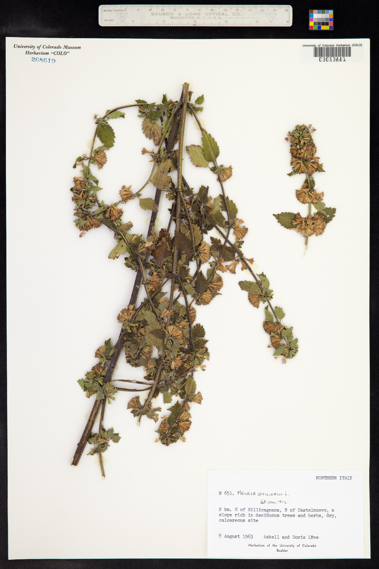 Melissa officinalis image