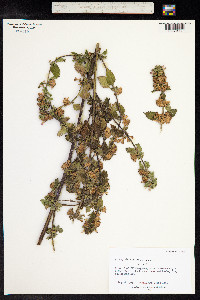 Melissa officinalis image