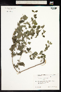 Melissa officinalis image