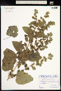 Melissa officinalis image