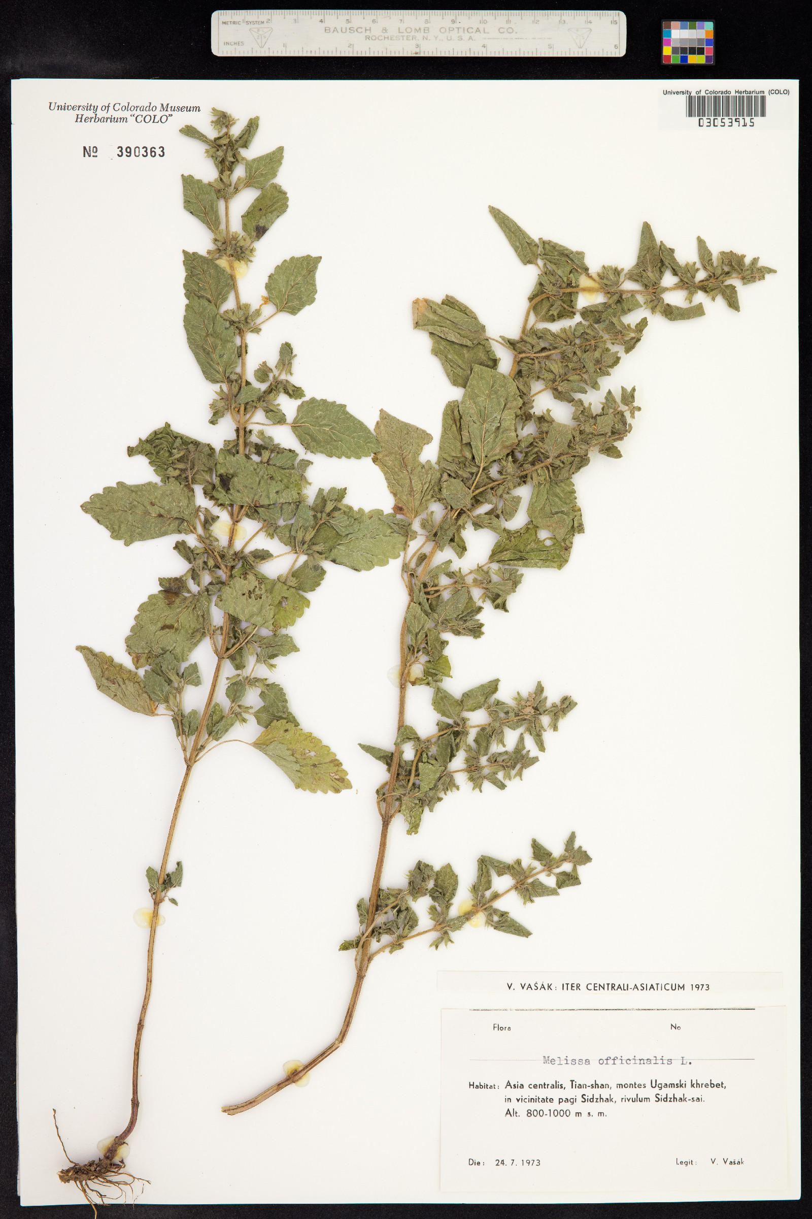 Melissa officinalis image