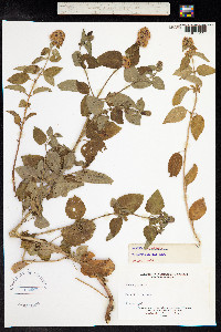 Mentha aquatica image