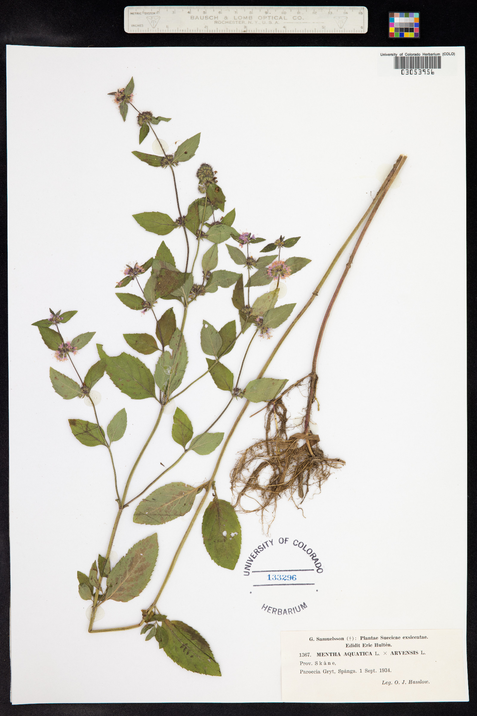 Mentha aquatica image