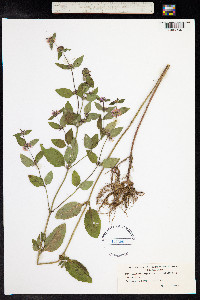 Mentha aquatica image