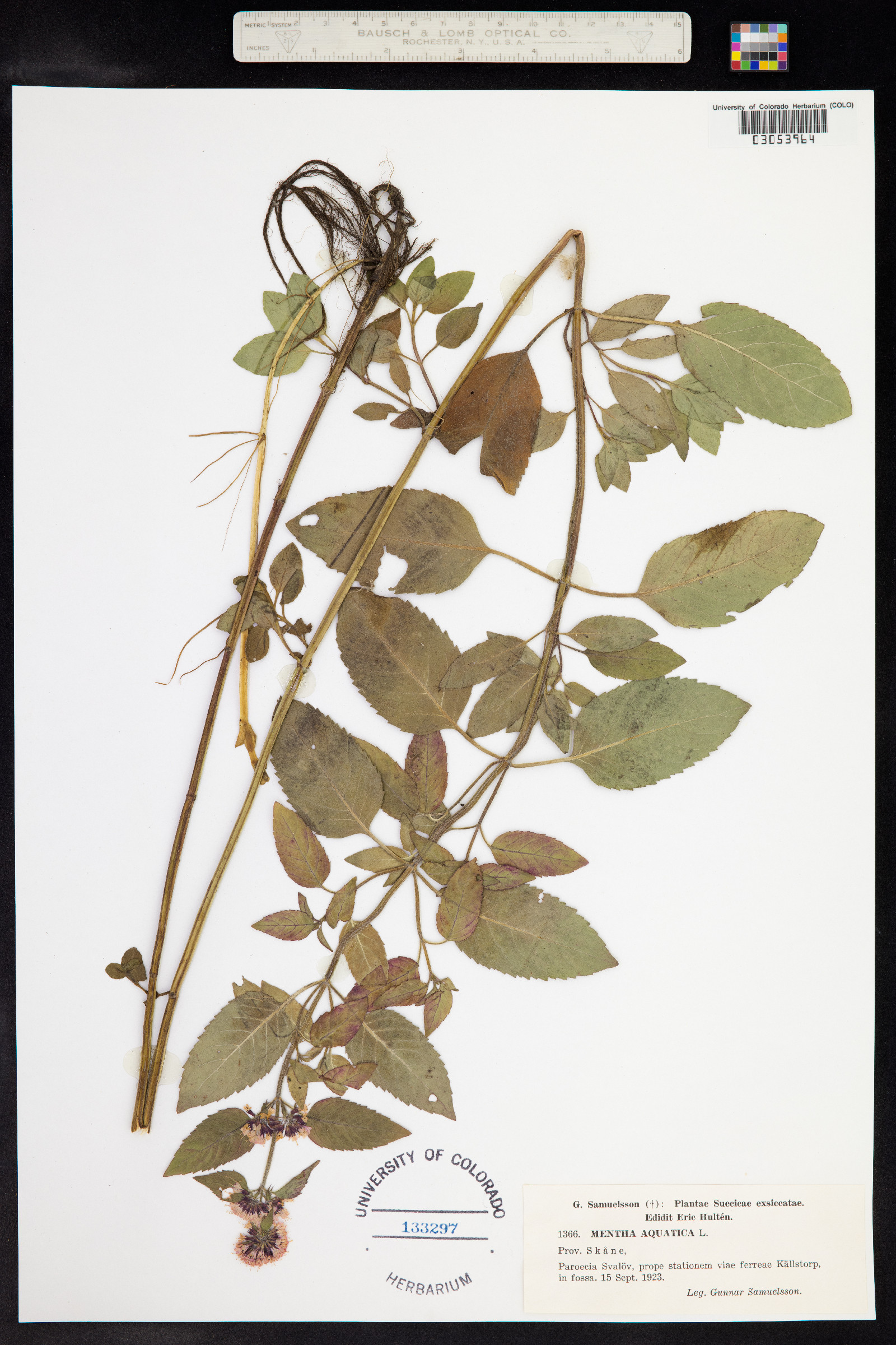 Mentha aquatica image