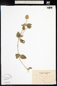 Mentha aquatica image