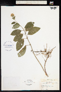 Mentha aquatica image