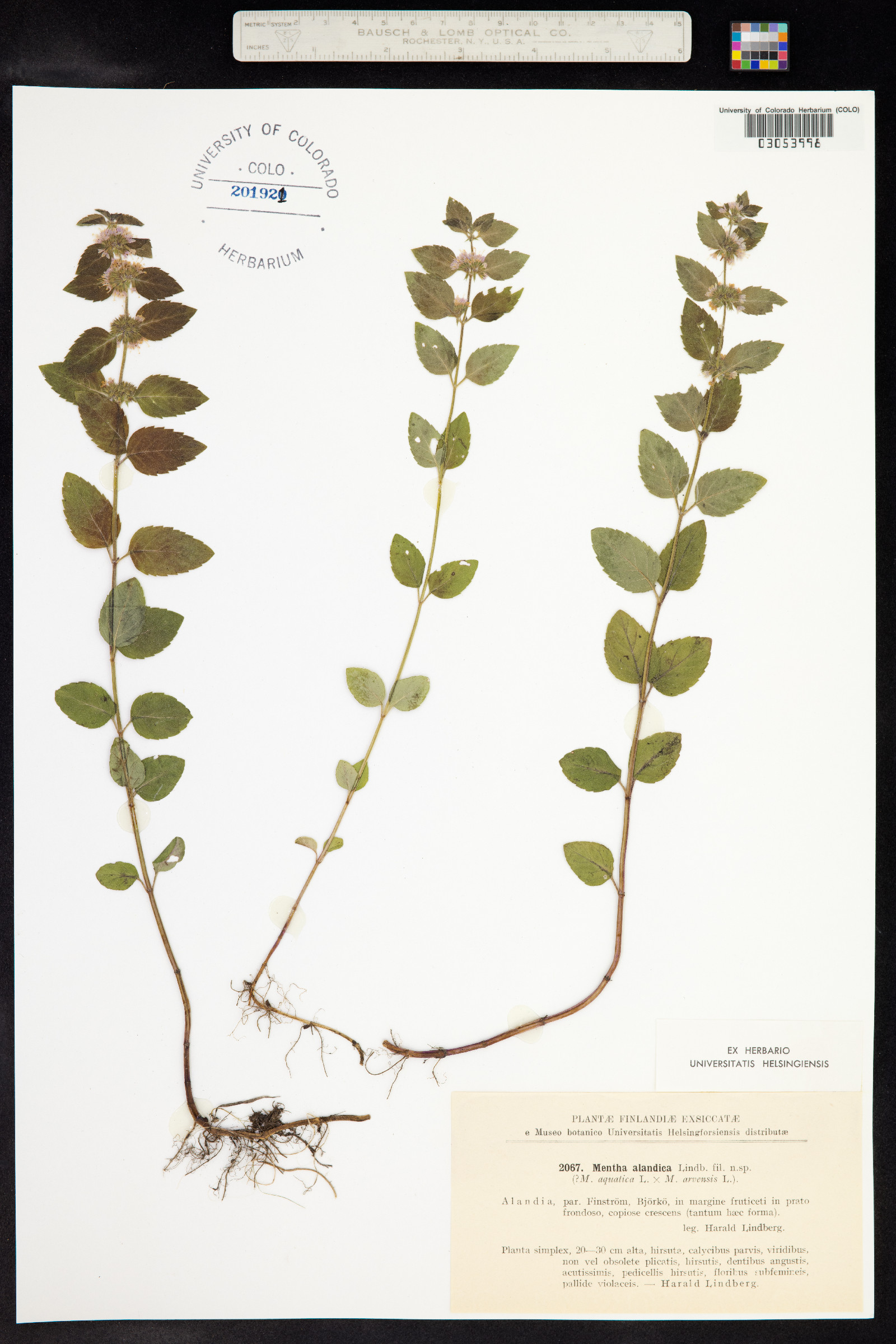 Mentha aquatica image